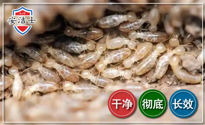永嘉白蚁防治