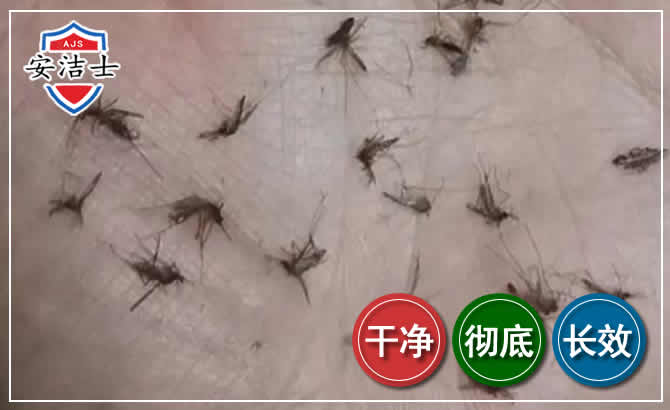 永嘉蚊子防治-灭蚊