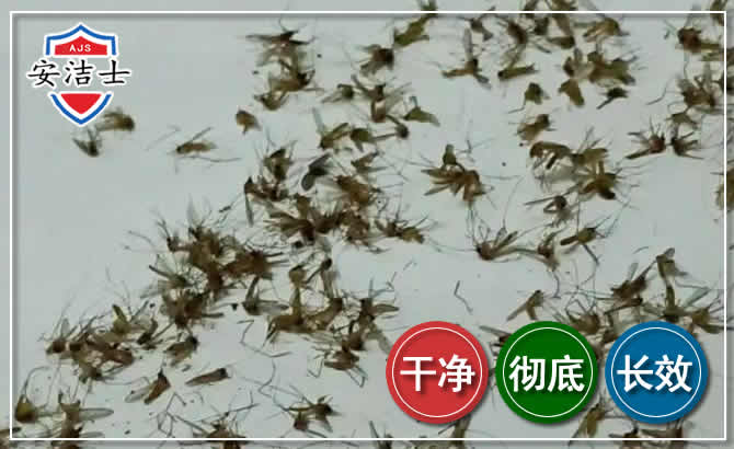 永嘉苍蝇防治-灭蝇