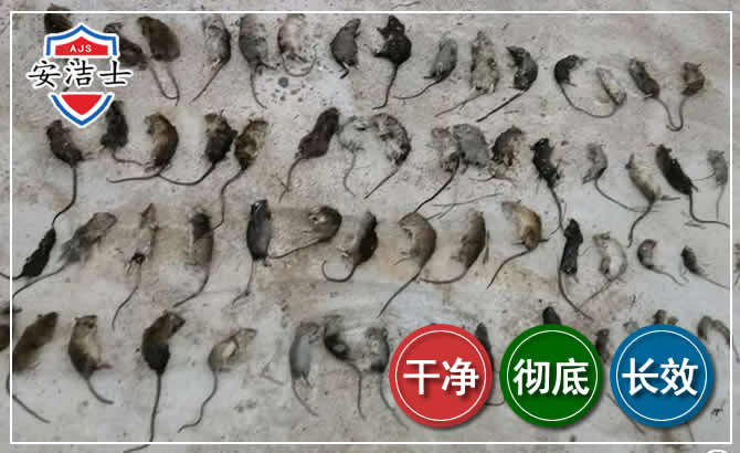 永嘉鼠害防治-灭鼠
