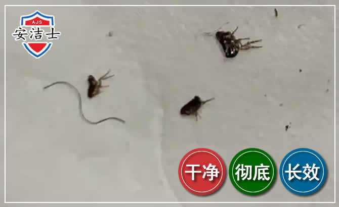 永嘉跳蚤防治-灭跳蚤