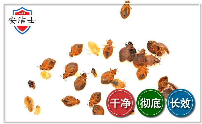 永嘉臭虫防治-消灭臭虫